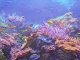 100x60 cm XXL 3D PVC dekorpanel, konyhapanel, műanyag fali kép - Coral Reef